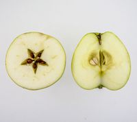 A4 æble 
